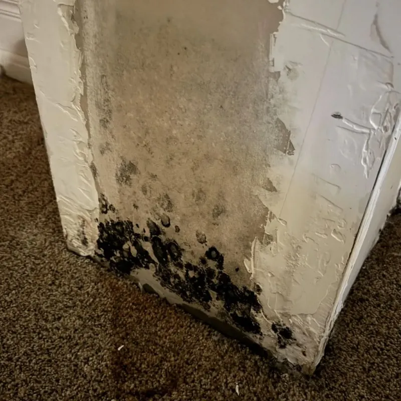Professional Mold Removal in Crawford County, AR